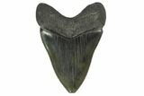 Serrated, 4.24" Fossil Megalodon Tooth - South Carolina - #131205-2